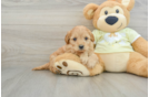 Small Mini Goldendoodle Baby