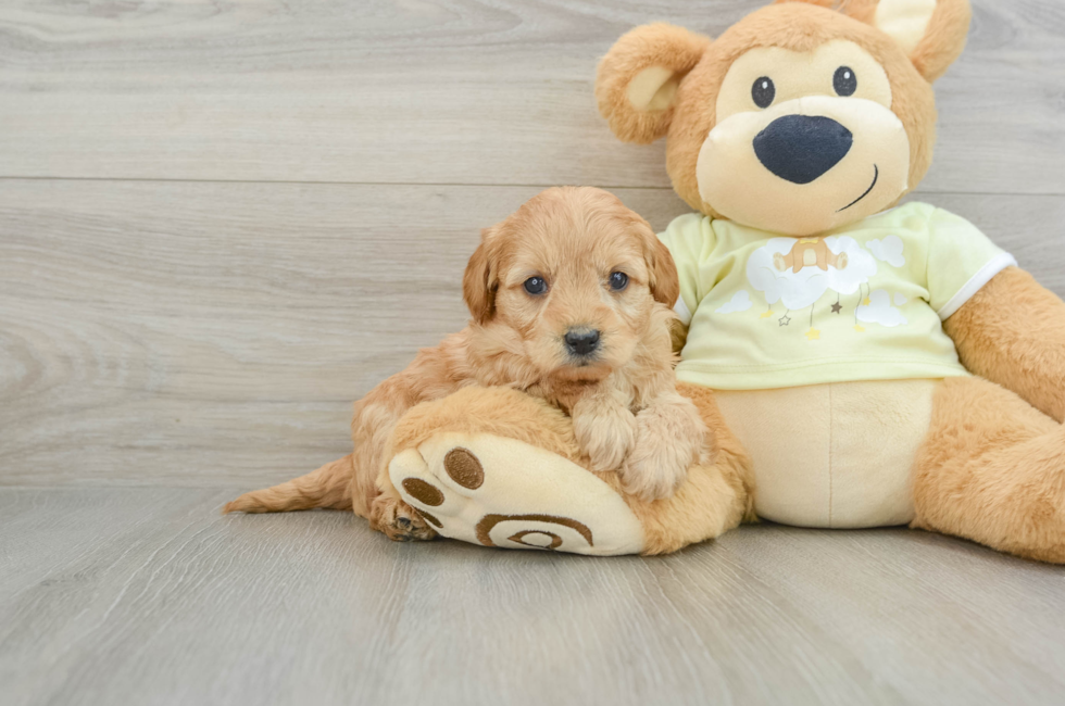 5 week old Mini Goldendoodle Puppy For Sale - Lone Star Pups