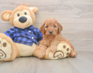 6 week old Mini Goldendoodle Puppy For Sale - Lone Star Pups