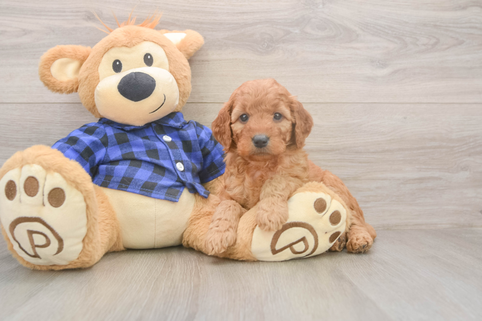 Mini Goldendoodle Puppy for Adoption