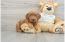 Best Mini Goldendoodle Baby