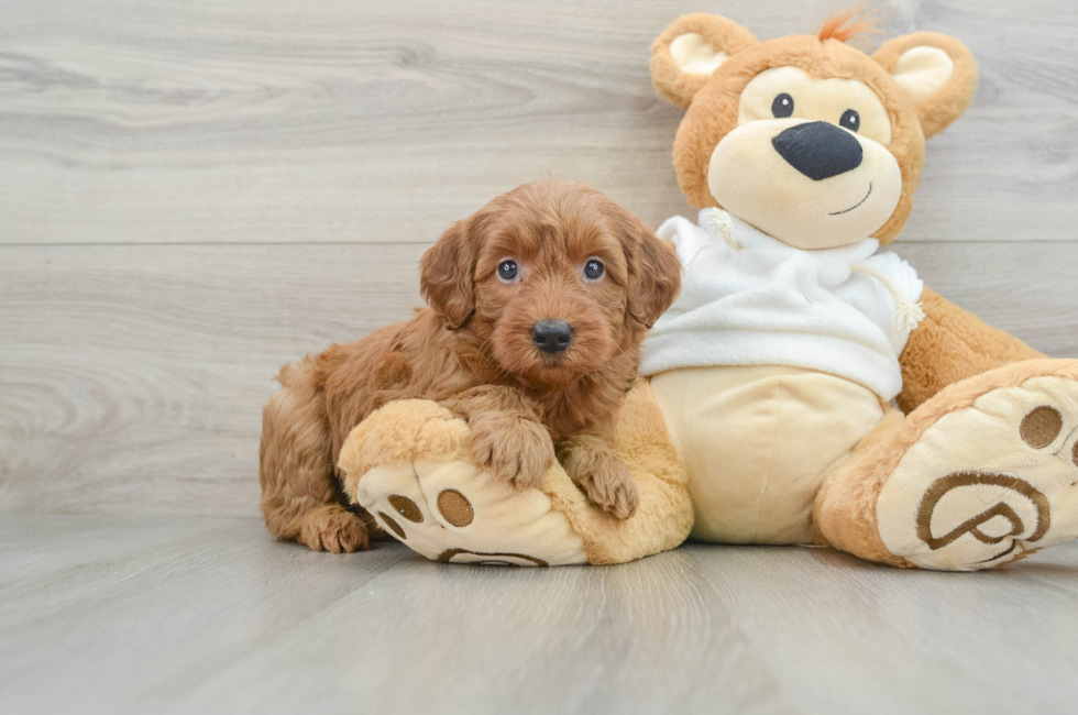 6 week old Mini Goldendoodle Puppy For Sale - Lone Star Pups