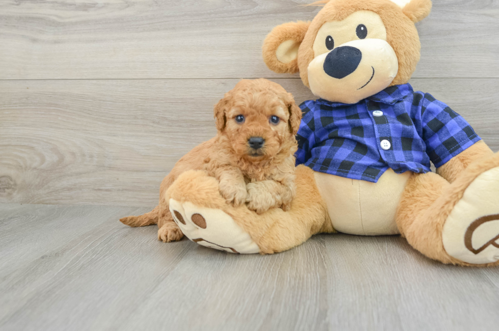 5 week old Mini Goldendoodle Puppy For Sale - Lone Star Pups