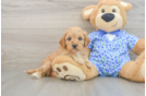 Mini Goldendoodle Puppy for Adoption