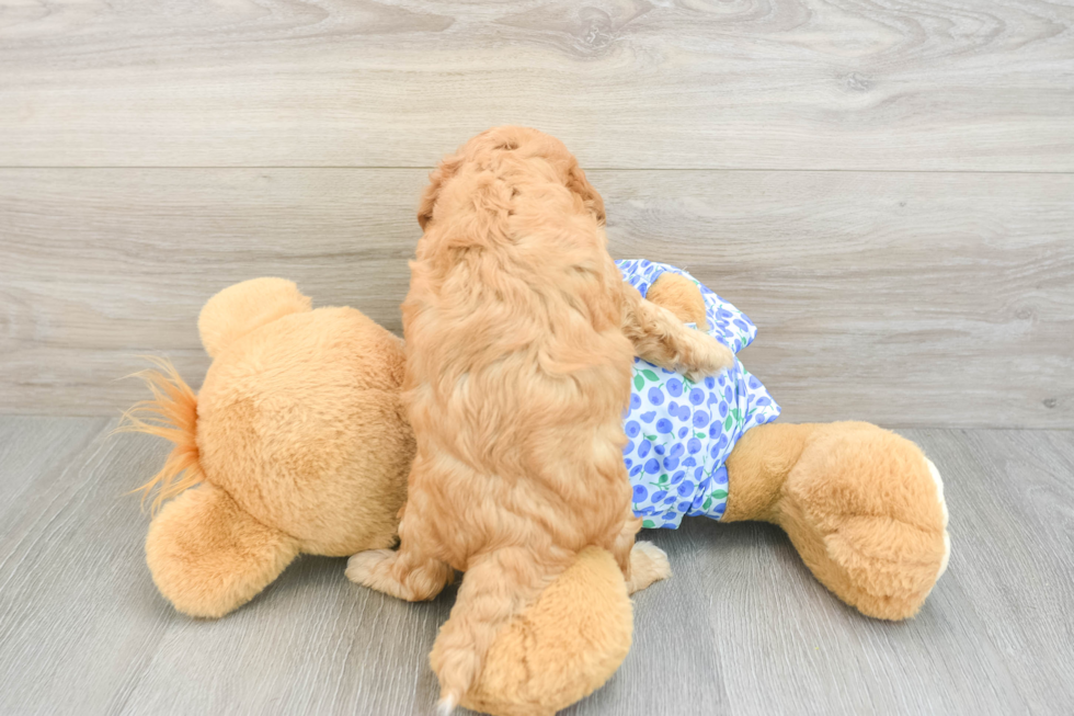 Hypoallergenic Mini Goldiepoo Poodle Mix Puppy