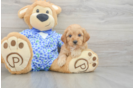 Best Mini Goldendoodle Baby