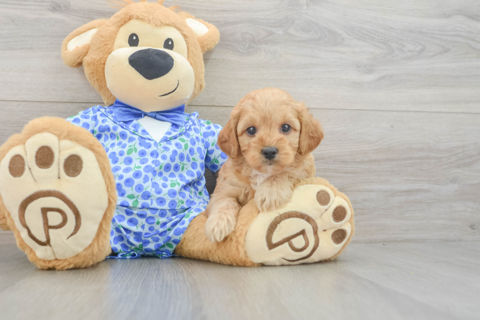 Best Mini Goldendoodle Baby