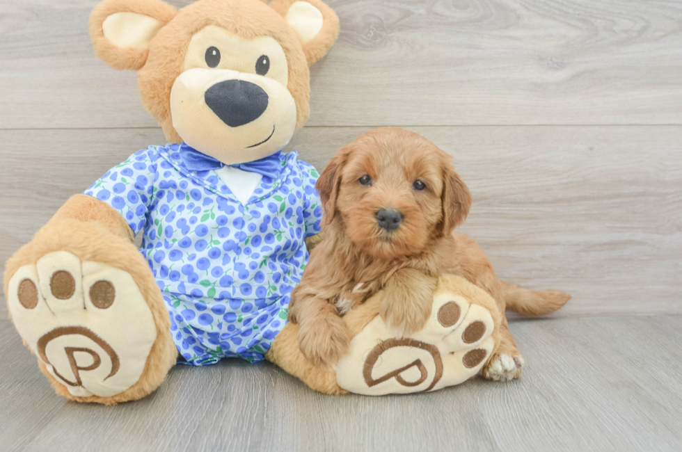 5 week old Mini Goldendoodle Puppy For Sale - Lone Star Pups