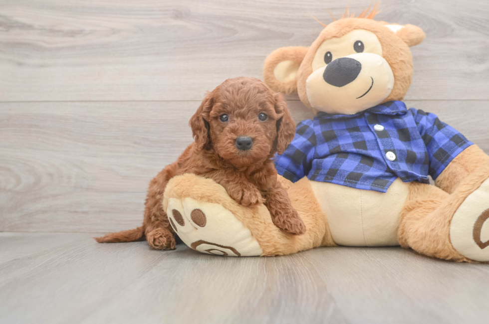 5 week old Mini Goldendoodle Puppy For Sale - Lone Star Pups