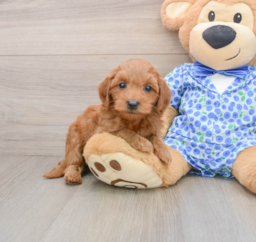 8 week old Mini Goldendoodle Puppy For Sale - Lone Star Pups