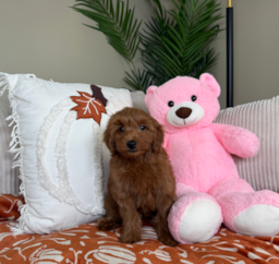 8 week old Mini Goldendoodle Puppy For Sale - Lone Star Pups