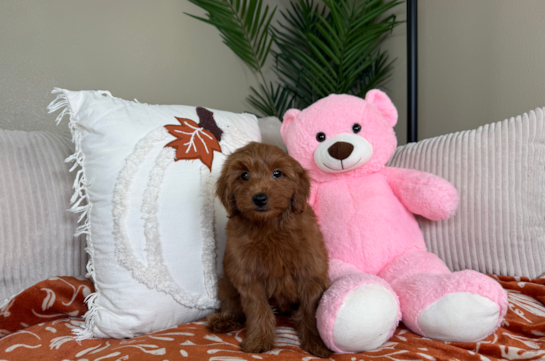 Cute Golden Doodle Poodle Mix Puppy