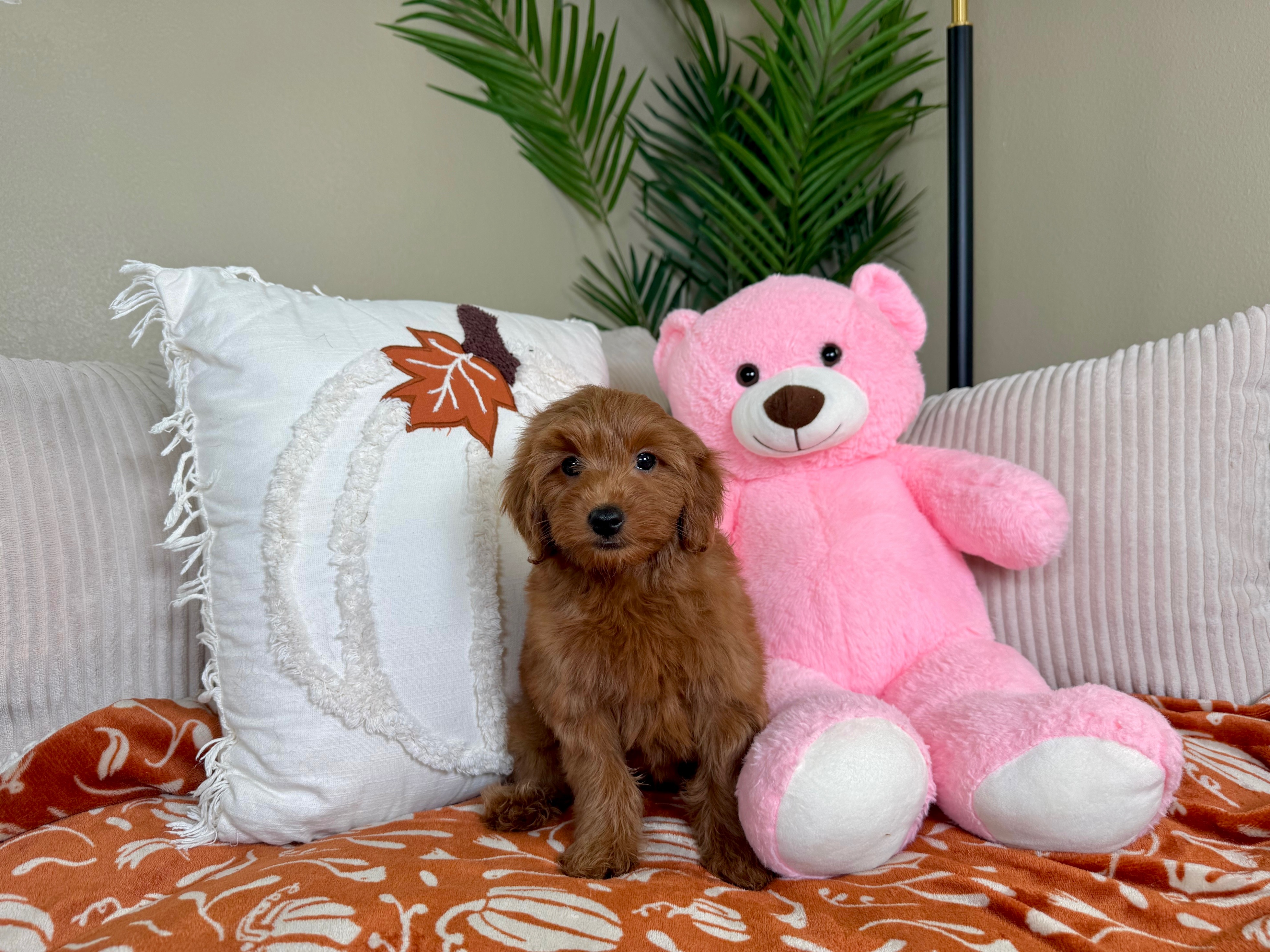 Cute Mini Goldendoodle Baby