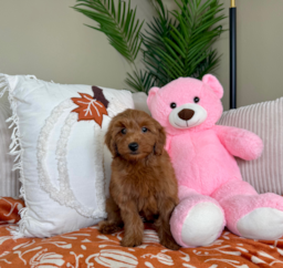 8 week old Mini Goldendoodle Puppy For Sale - Lone Star Pups