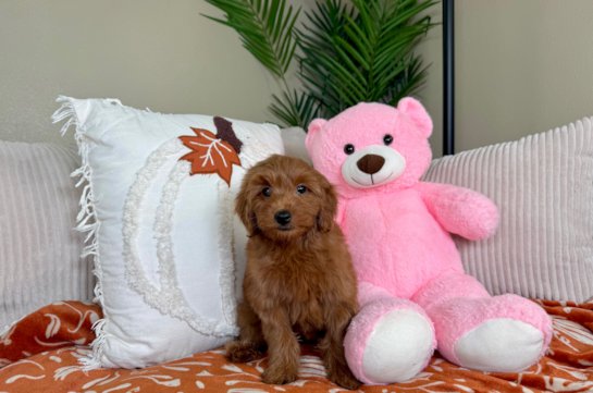 Cute Golden Doodle Poodle Mix Puppy