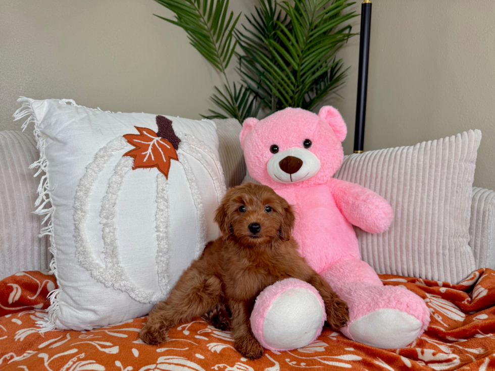 Mini Goldendoodle Puppy for Adoption