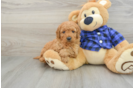 Mini Goldendoodle Puppy for Adoption