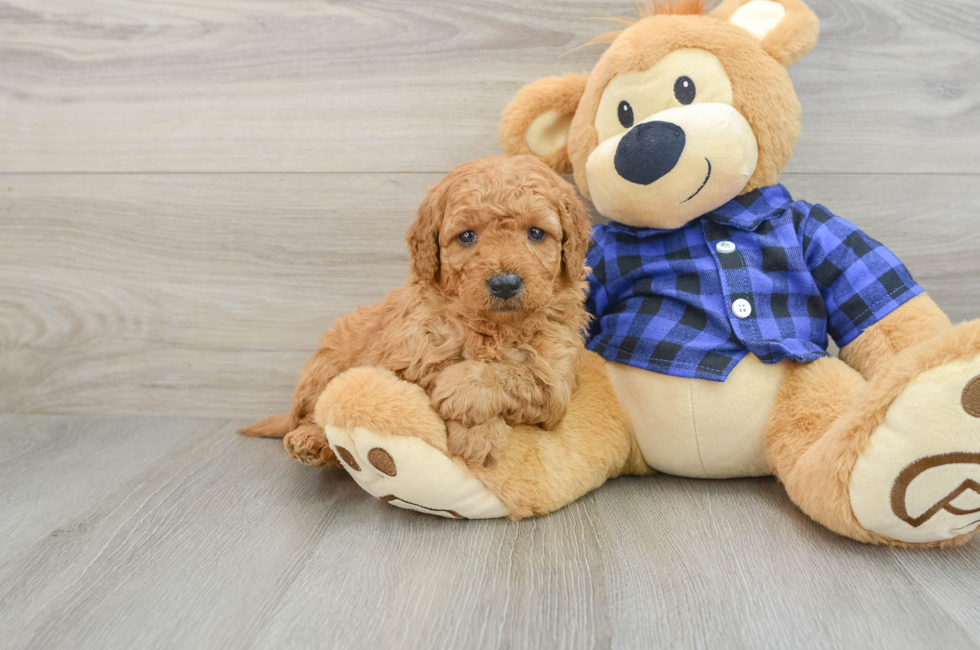 5 week old Mini Goldendoodle Puppy For Sale - Lone Star Pups