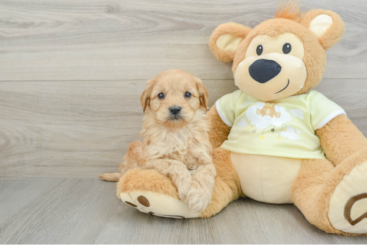 Best Mini Goldendoodle Baby