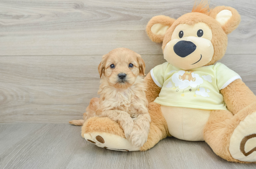 5 week old Mini Goldendoodle Puppy For Sale - Lone Star Pups