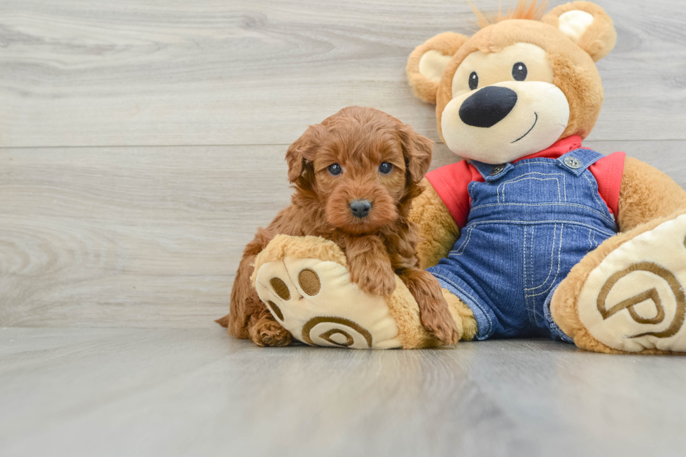 Playful Mini Groodle Poodle Mix Puppy