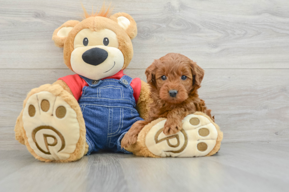 6 week old Mini Goldendoodle Puppy For Sale - Lone Star Pups