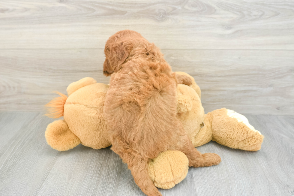 Mini Goldendoodle Pup Being Cute