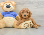 7 week old Mini Goldendoodle Puppy For Sale - Lone Star Pups