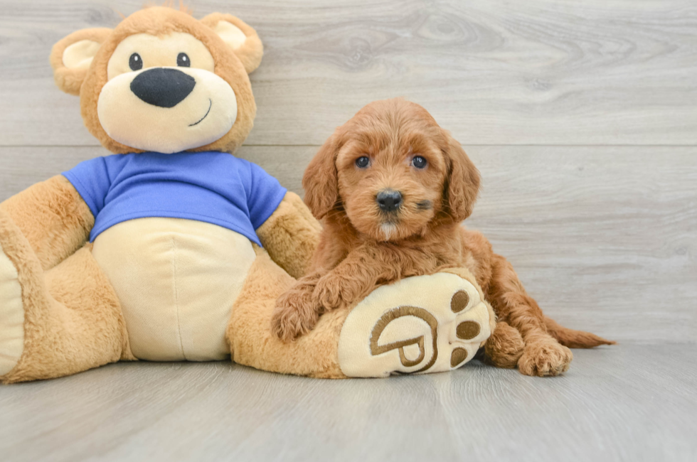 5 week old Mini Goldendoodle Puppy For Sale - Lone Star Pups
