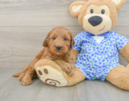 8 week old Mini Goldendoodle Puppy For Sale - Lone Star Pups
