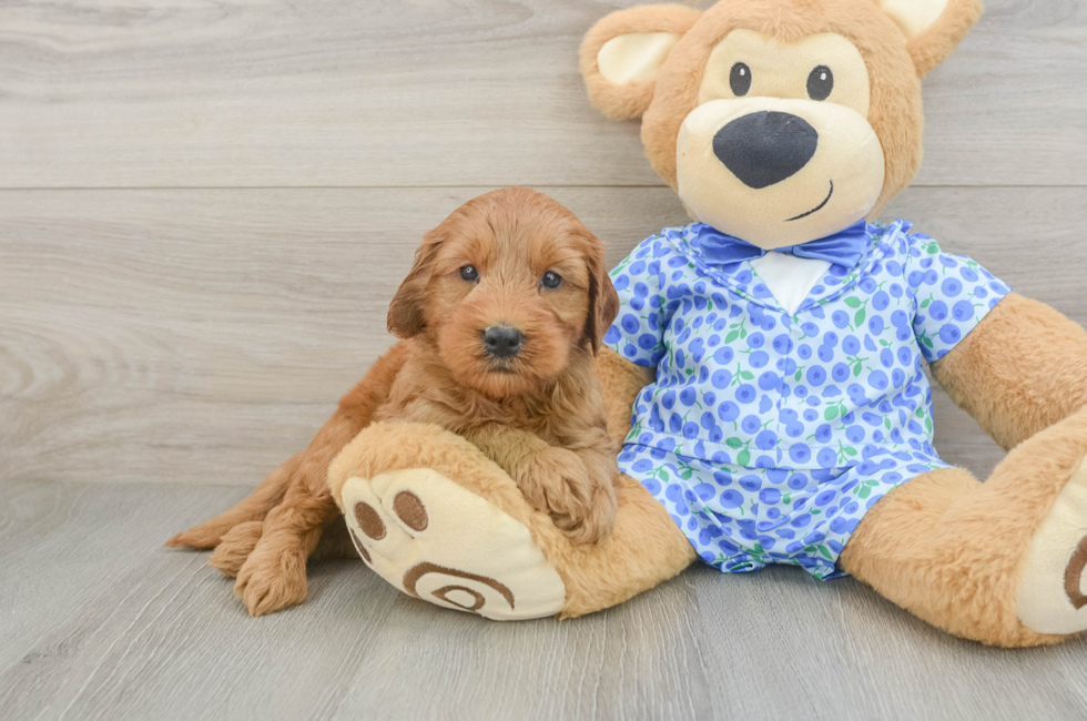 5 week old Mini Goldendoodle Puppy For Sale - Lone Star Pups