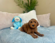 9 week old Mini Goldendoodle Puppy For Sale - Lone Star Pups