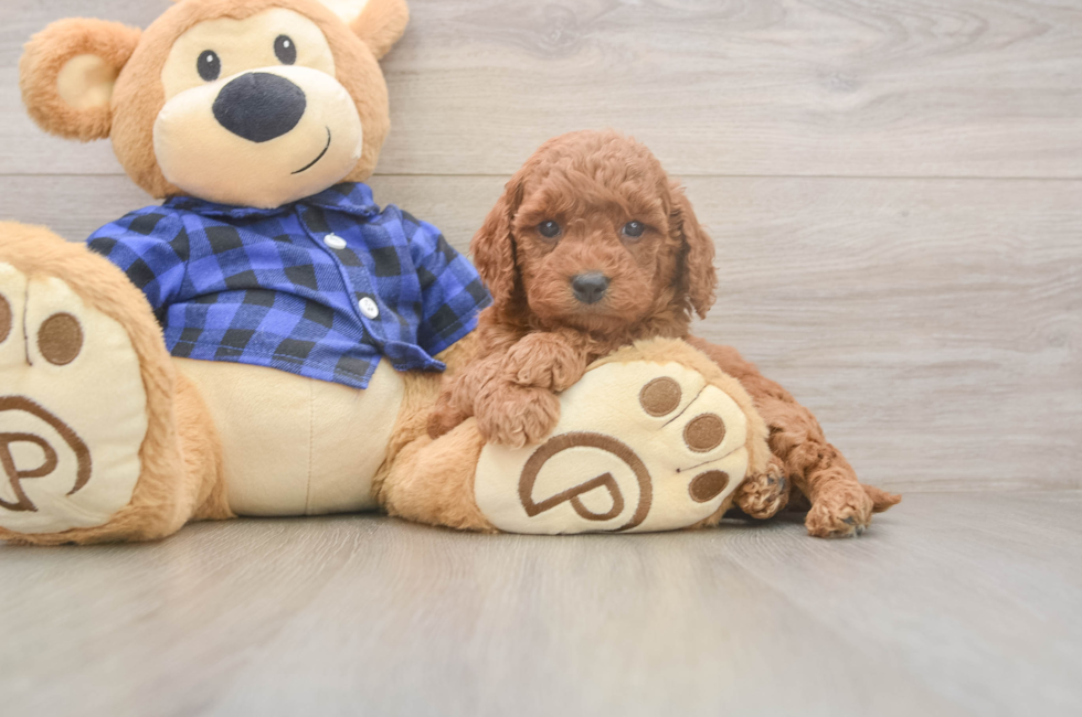 5 week old Mini Goldendoodle Puppy For Sale - Lone Star Pups