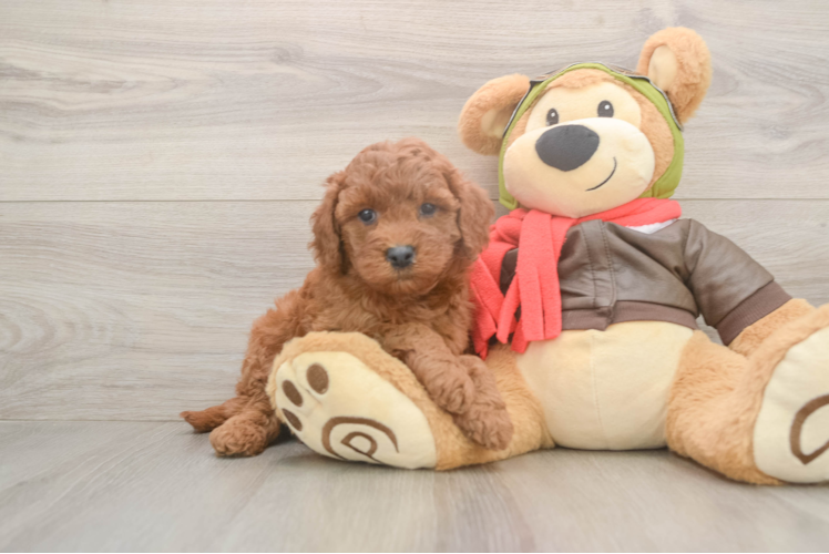 Cute Mini Goldendoodle Baby