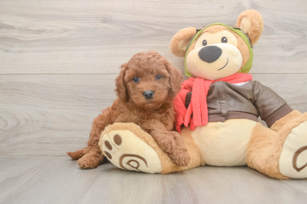 5 week old Mini Goldendoodle Puppy For Sale - Lone Star Pups
