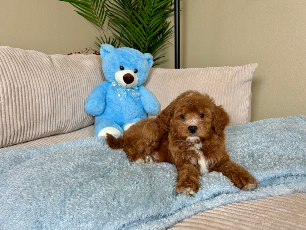 Cute Mini Goldendoodle Baby