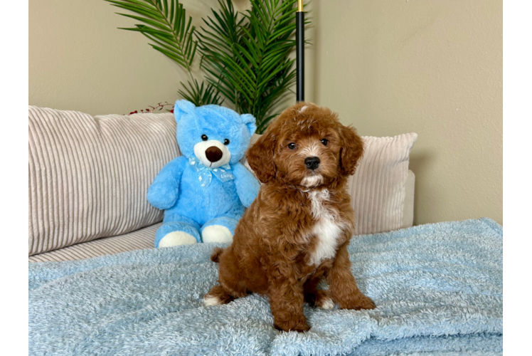 Best Mini Goldendoodle Baby
