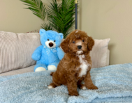 8 week old Mini Goldendoodle Puppy For Sale - Lone Star Pups