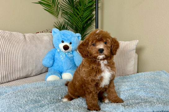 Best Mini Goldendoodle Baby