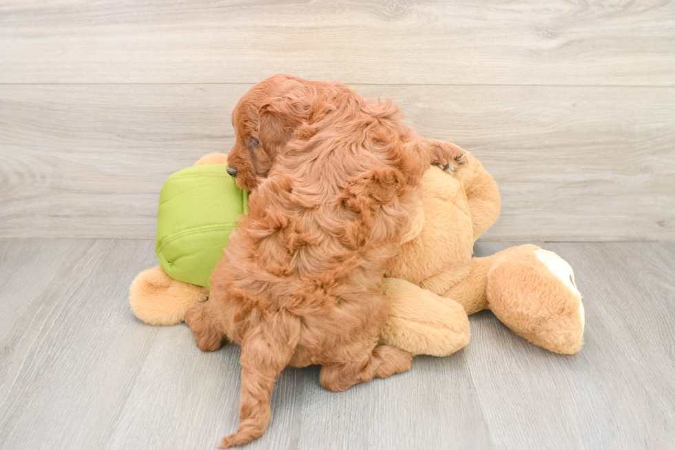 Mini Goldendoodle Pup Being Cute