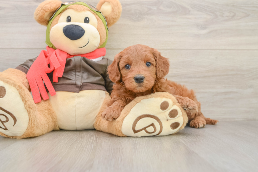 Mini Goldendoodle Puppy for Adoption