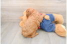 Energetic Golden Doodle Poodle Mix Puppy