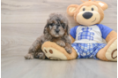 Mini Goldendoodle Pup Being Cute