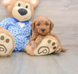 7 week old Mini Goldendoodle Puppy For Sale - Lone Star Pups