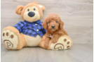 Mini Goldendoodle Pup Being Cute
