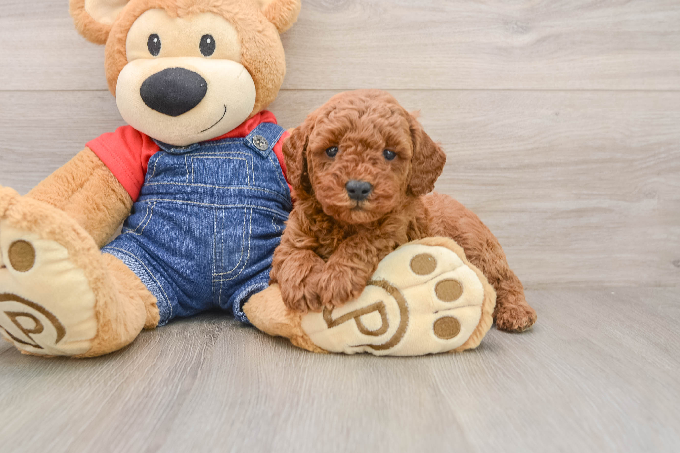 Mini Goldendoodle Pup Being Cute