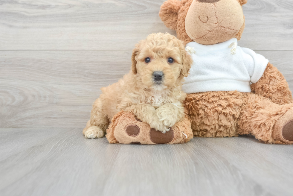 Mini Goldendoodle Pup Being Cute