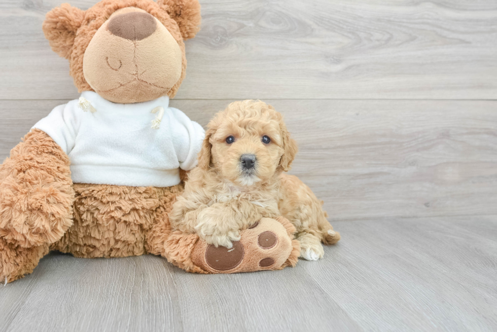 Best Mini Goldendoodle Baby