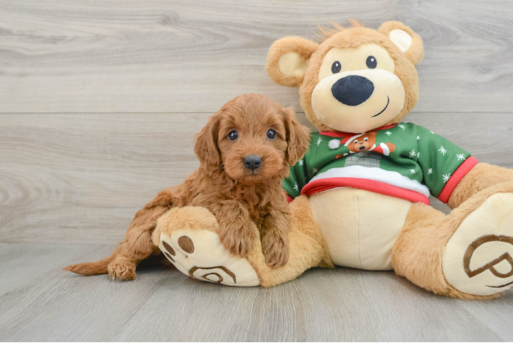 Cute Mini Goldendoodle Baby