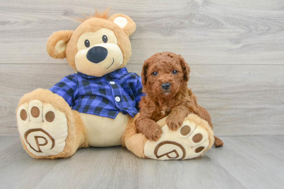 Fluffy Mini Goldendoodle Poodle Mix Pup